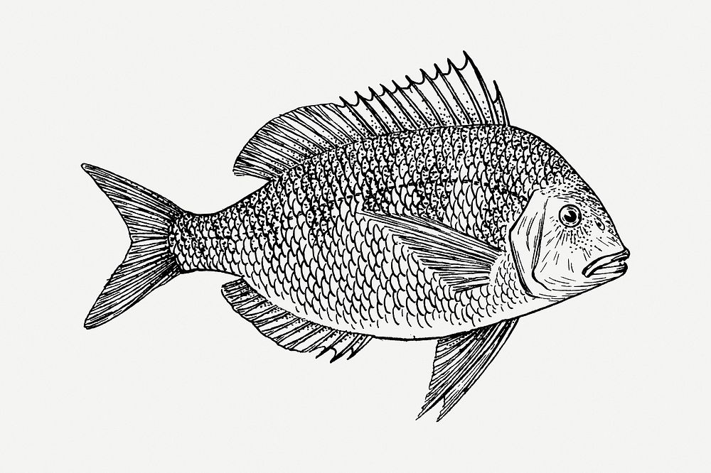 Scup fish drawing, vintage animal illustration psd. Free public domain CC0 image.