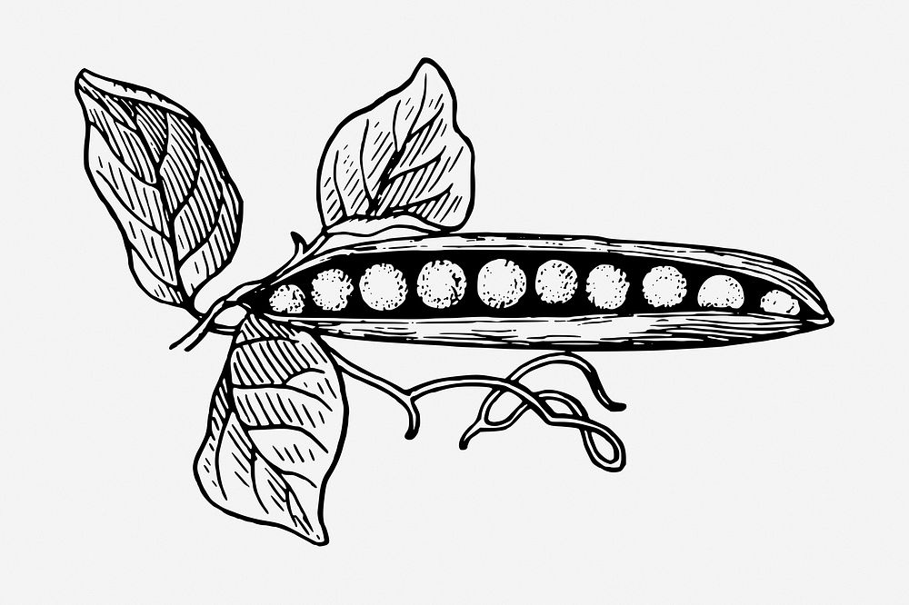 Pea pod drawing, vintage vegetable illustration. Free public domain CC0 image.