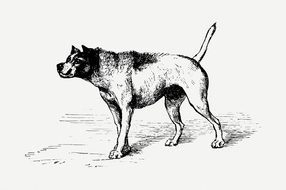 Dog drawing, vintage animal illustration psd. Free public domain CC0 image.