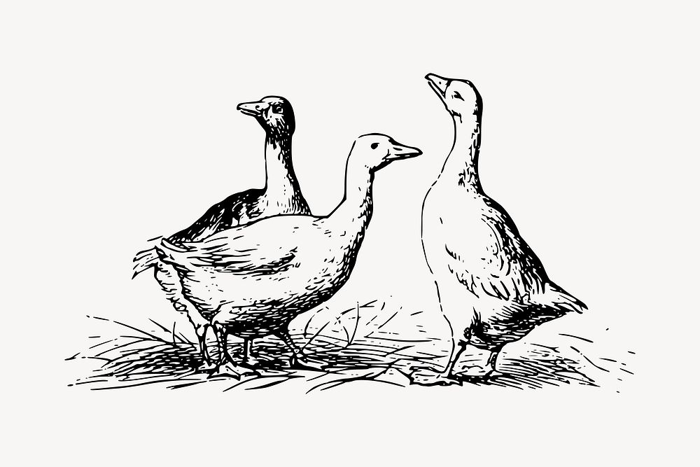 Ducks, gooses clipart, vintage animal illustration vector. Free public domain CC0 image.