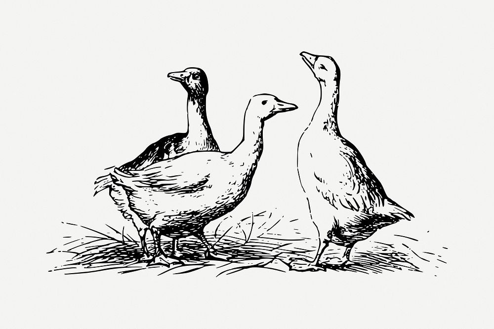 Ducks, gooses drawing, vintage animal illustration psd. Free public domain CC0 image.