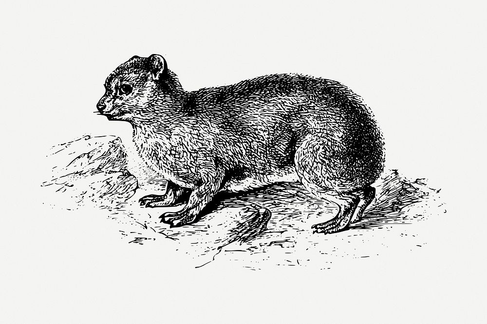 Hyrax drawing, vintage animal illustration psd. Free public domain CC0 image.