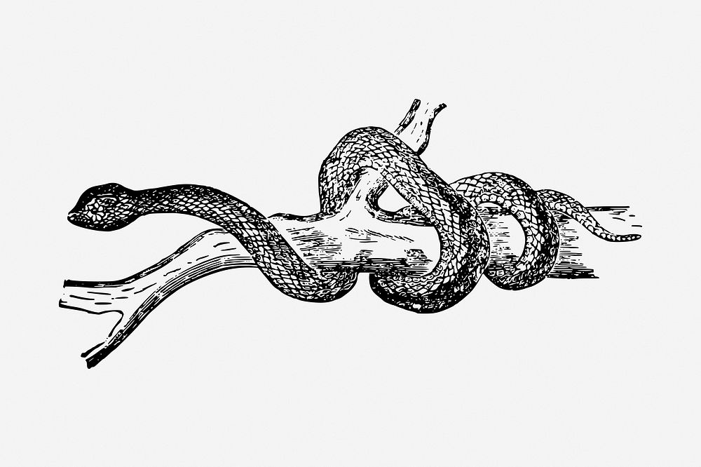 Snake drawing, vintage animal illustration. Free public domain CC0 image.