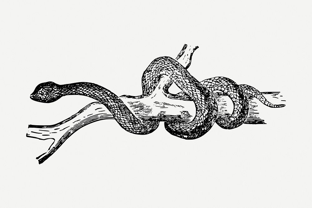 Snake drawing, vintage animal illustration psd. Free public domain CC0 image.