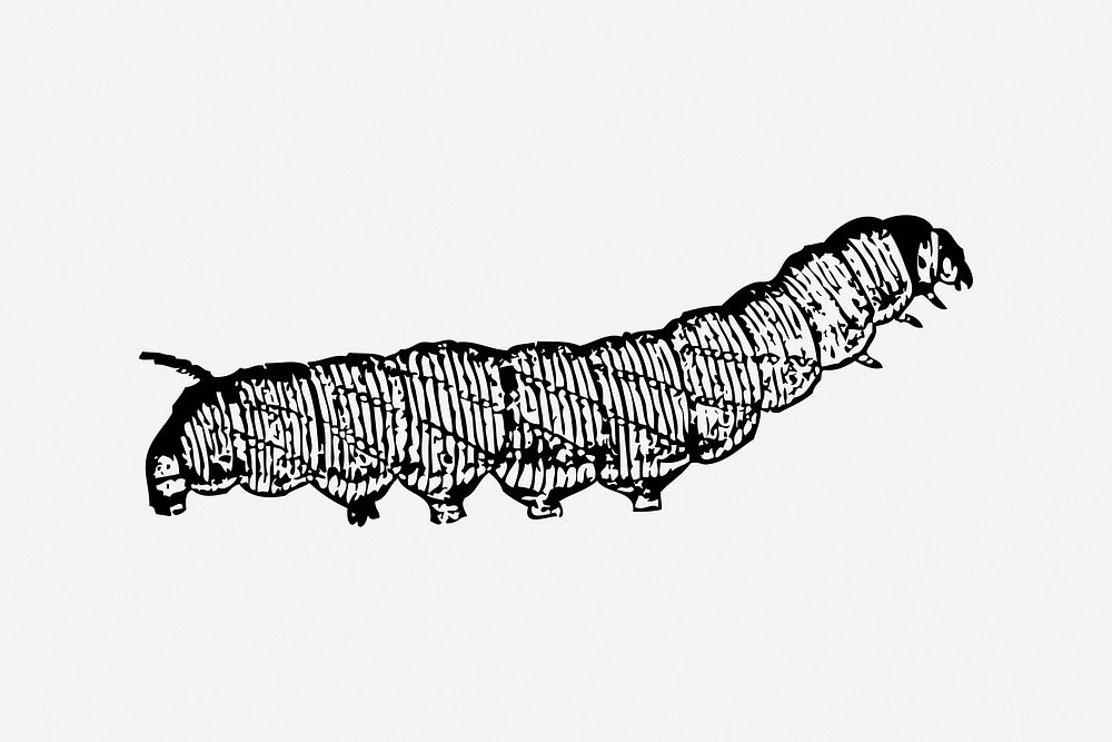 Caterpillar, insect illustration. Free public domain CC0 image.