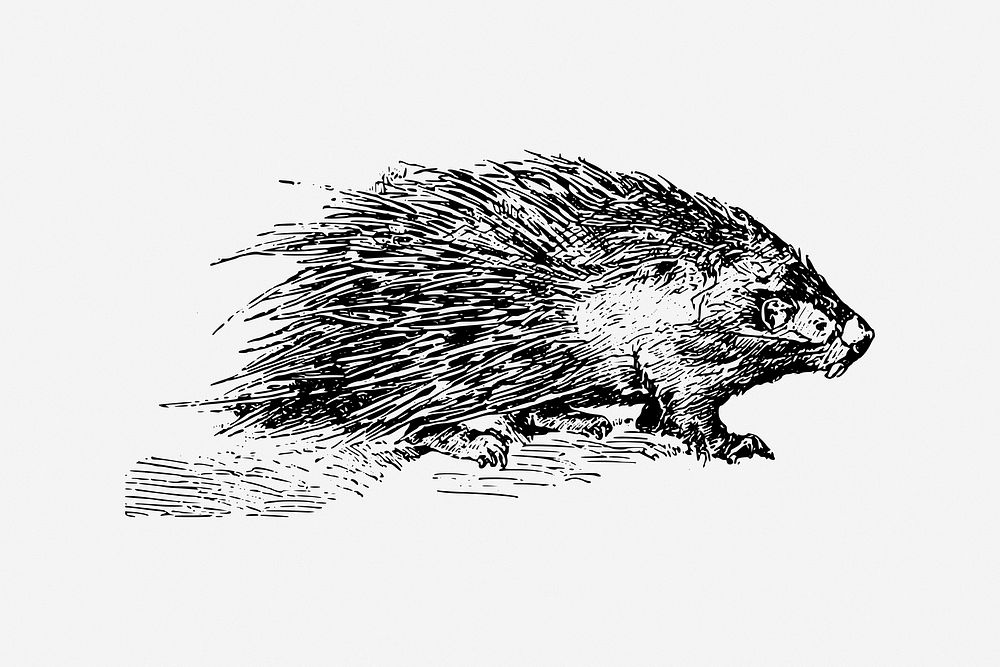Porcupine, rodent animal illustration. Free public domain CC0 image.