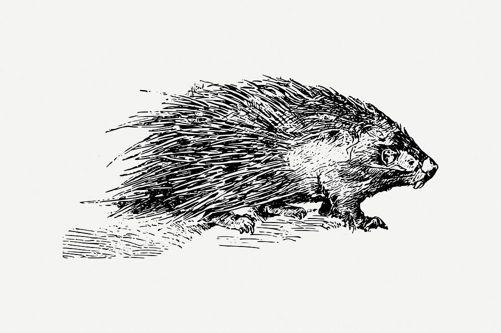 Porcupine collage element, rodent animal illustration psd. Free public domain CC0 image.