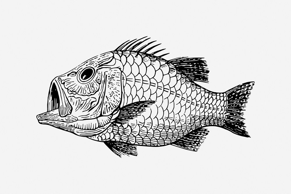Fish fossil, extinct animal illustration. Free public domain CC0 image.