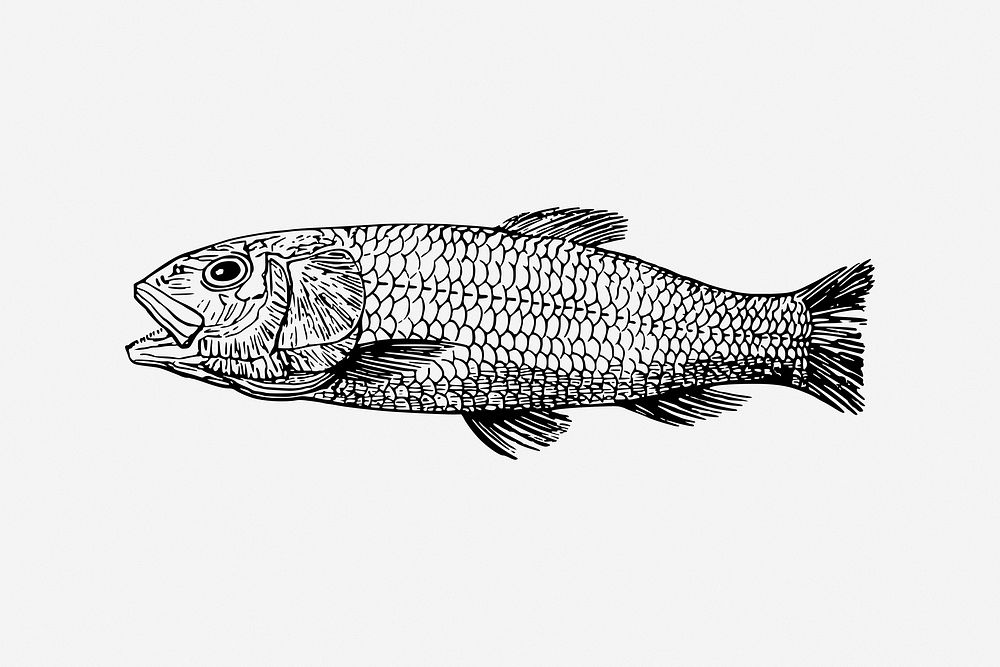 Sea fish vintage illustration. Free public domain CC0 image.