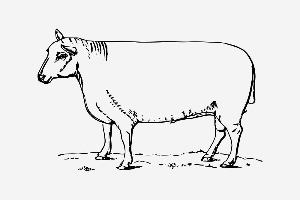 Sheep, animal illustration. Free public domain CC0 image.