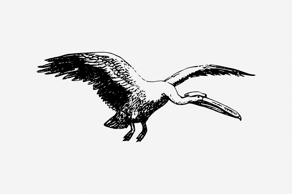 Flying pelican, bird illustration. Free public domain CC0 image.