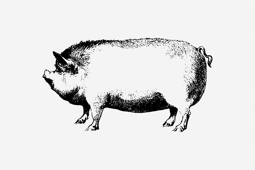 Pig, farm animal illustration. Free public domain CC0 image.