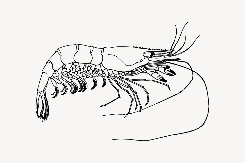 Prawn drawing, seafood illustration vector. Free public domain CC0 image.