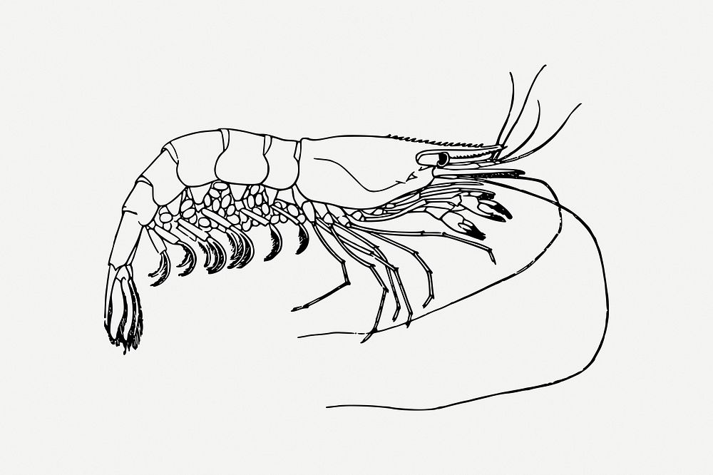 Prawn collage element, seafood illustration psd. Free public domain CC0 image.