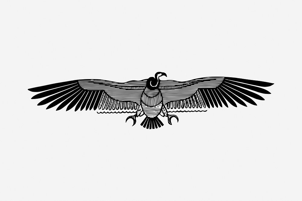 Egyptian vulture black and white illustration clipart. Free public domain CC0 image