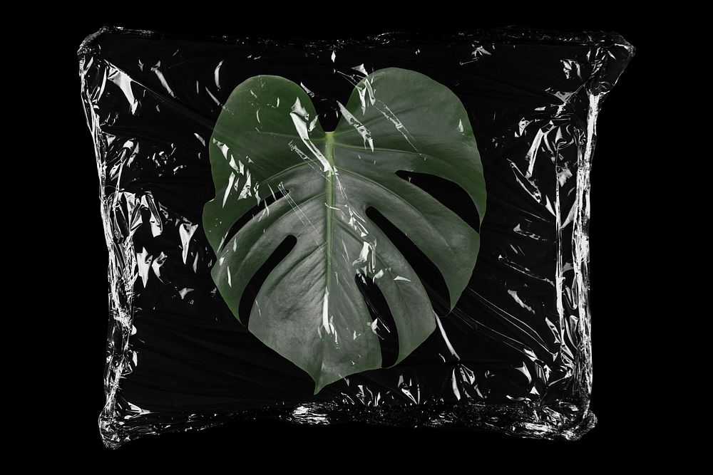 Monstera leaf in plastic bag, botanical creative concept art