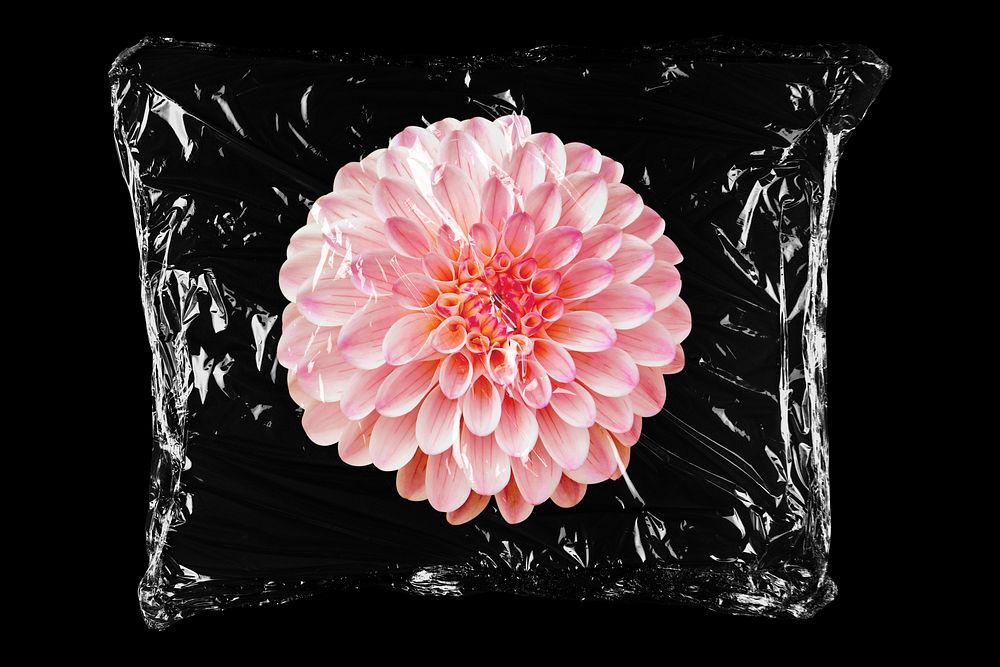 Pink dahlia flower in plastic bag, Spring creative concept art