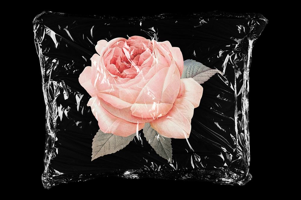 Wild rose in plastic bag, Spring creative concept art