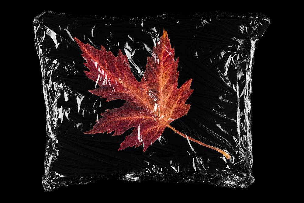 Maple leaf in plastic bag, Autumn aesthetic creative concept art