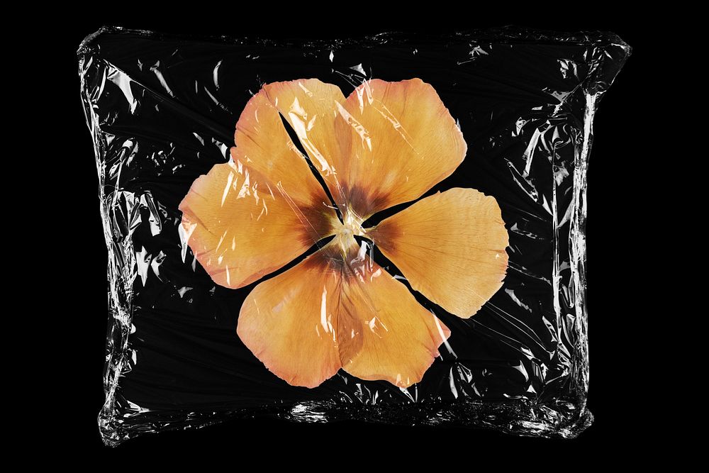 Dried yellow anemone flower in plastic bag, Autumn creative concept art