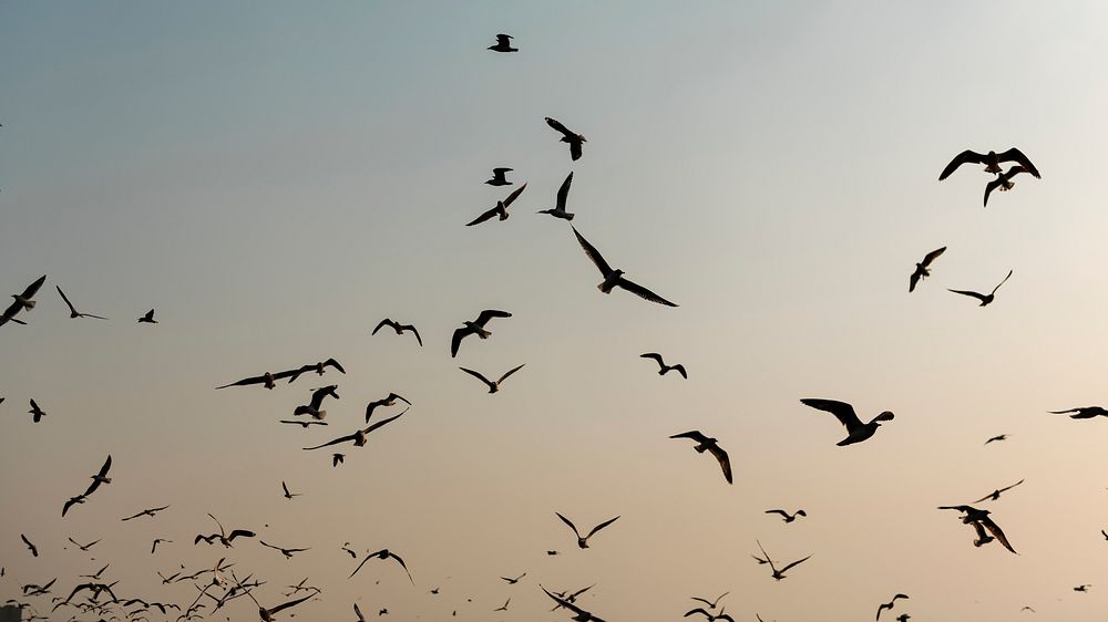 Animal desktop wallpaper background, flying seagulls in the sky