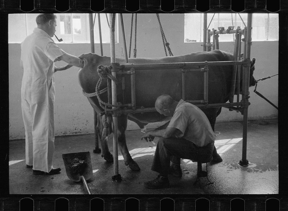 [Untitled photo, possibly related to: Artificial insemination of a cow, one step, Prince George's County, Maryland]. Sourced…