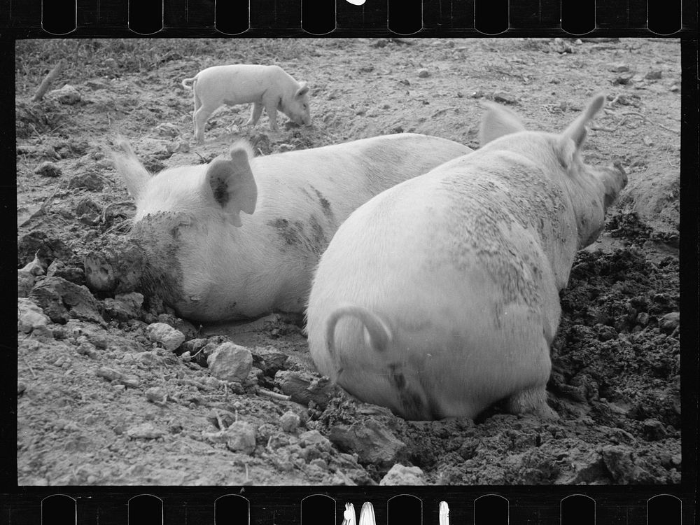 Pig asleep, Prince George's County, Maryland. Sourced from the Library of Congress.