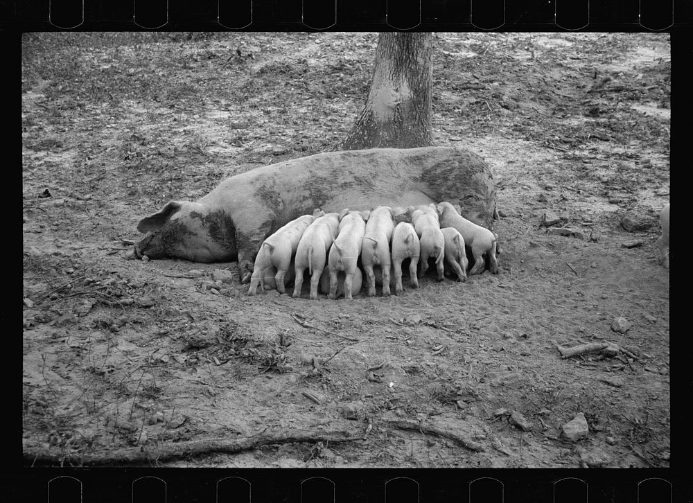 Sow with her litter, Prince George's County, Maryland. Sourced from the Library of Congress.