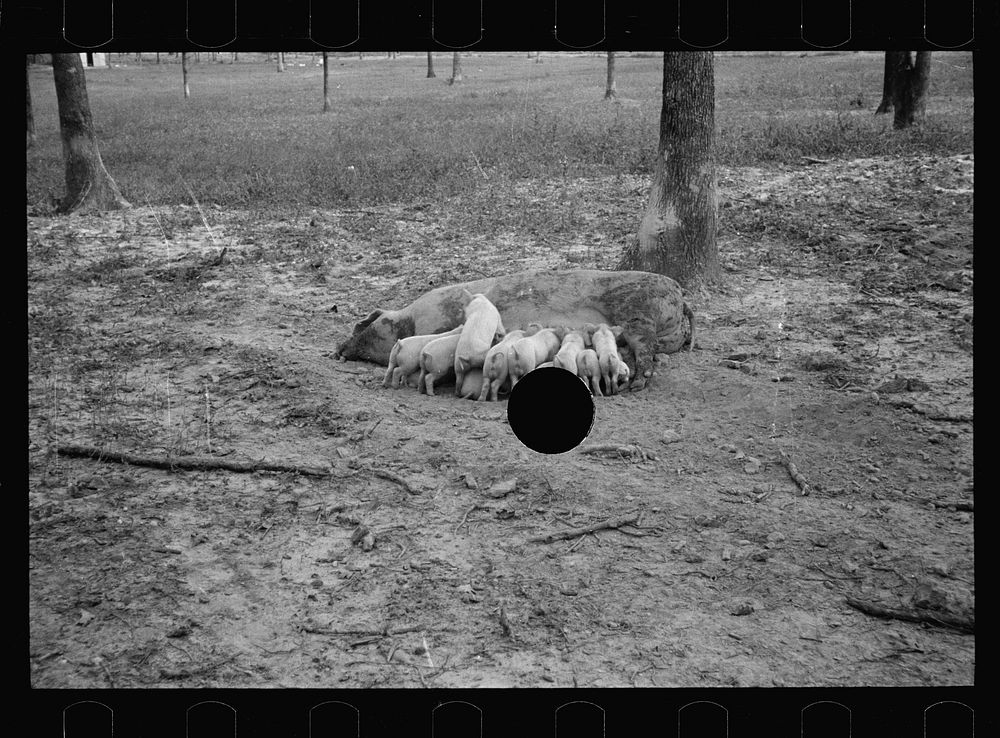 [Untitled photo, possibly related to: Sow with her litter, Prince George's County, Maryland]. Sourced from the Library of…