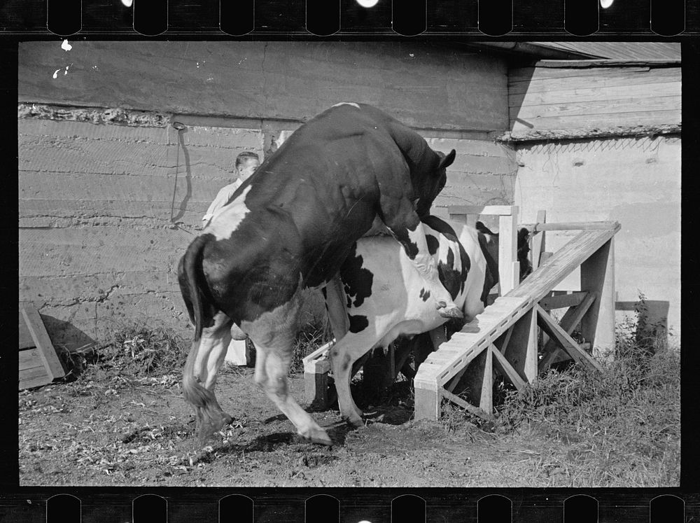 [Untitled photo, possibly related to: Cow about to be mated, Prince George's County, Maryland]. Sourced from the Library of…