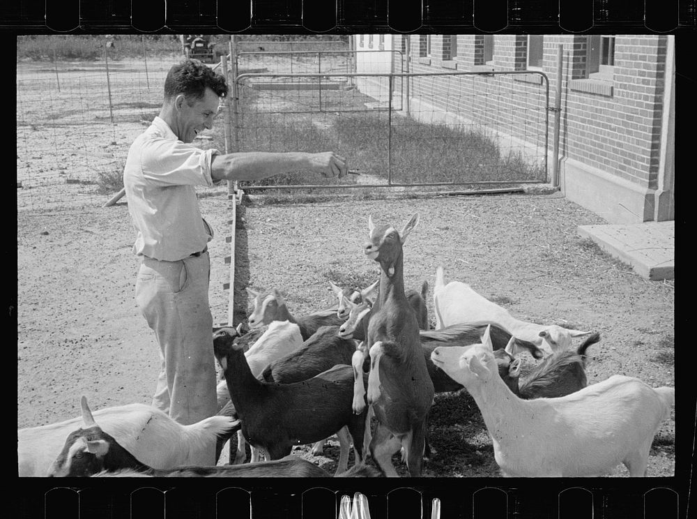 [Untitled photo, possibly related to: Saanen goat, Prince George's County, Maryland]. Sourced from the Library of Congress.