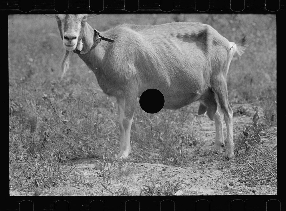 [Untitled photo, possibly related to: Saanen goat, Beltsville, Maryland]. Sourced from the Library of Congress.