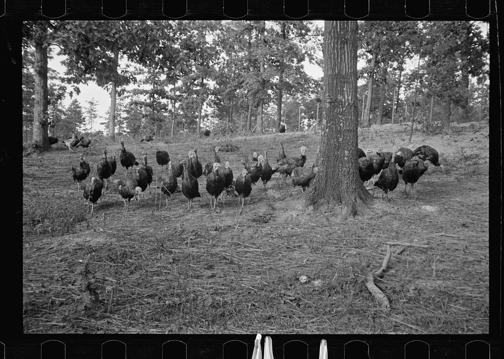 [Untitled photo, possibly related to: CCC (Civilian Conservation Corps) boys at work, Beltsville, Maryland]. Sourced from…