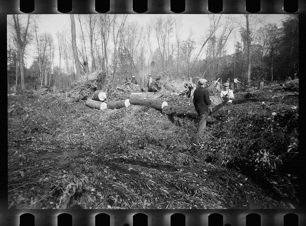 Greenbelt, Maryland. Transient workers clearing land for a model community planned by the U.S. Resettlement Administration.…