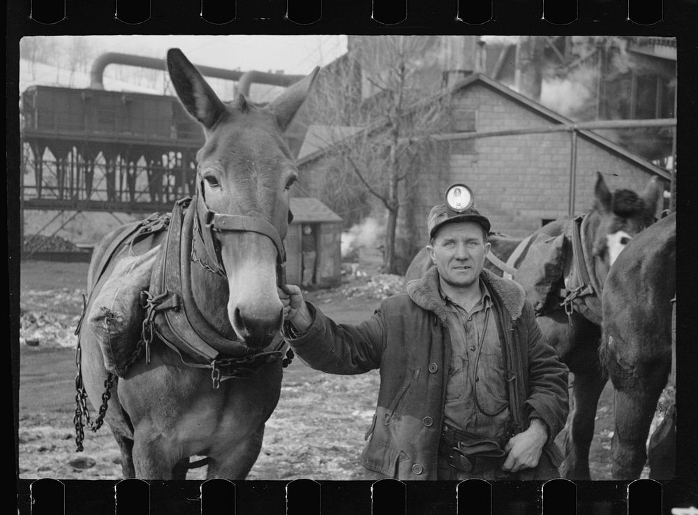 Miner and mule at American Radiator Mine, Mount Pleasant, Westmoreland County, Pennsylvania. Sourced from the Library of…