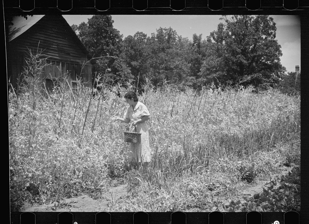 Rehabilitation client picking English peas on farm near Batesville, Arkansas. Sourced from the Library of Congress.