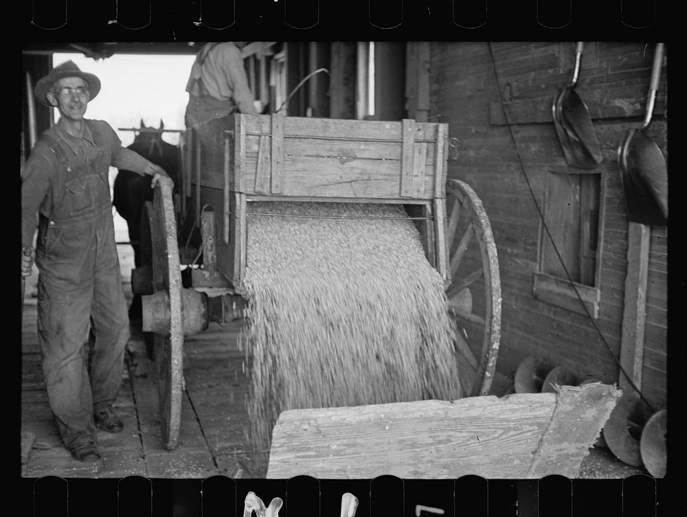 Corn being dumped into shaft of grain elevator, near Gibson City, Illinois. Sourced from the Library of Congress.