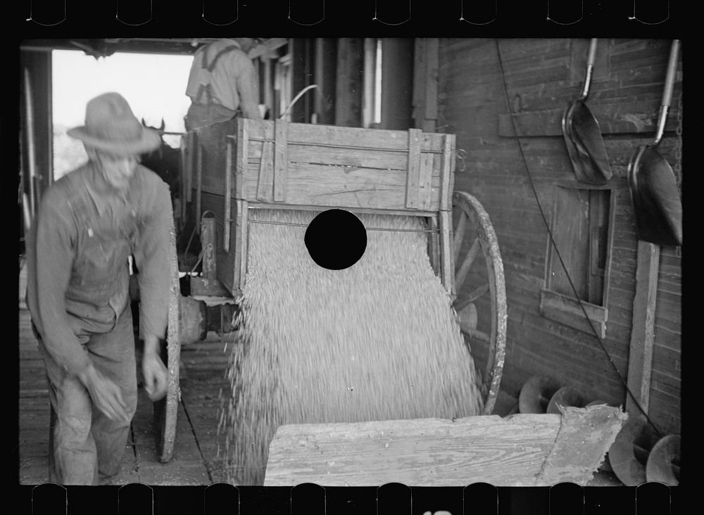 [Untitled photo, possibly related to: Corn being dumped into shaft of grain elevator, near Gibson City, Illinois]. Sourced…