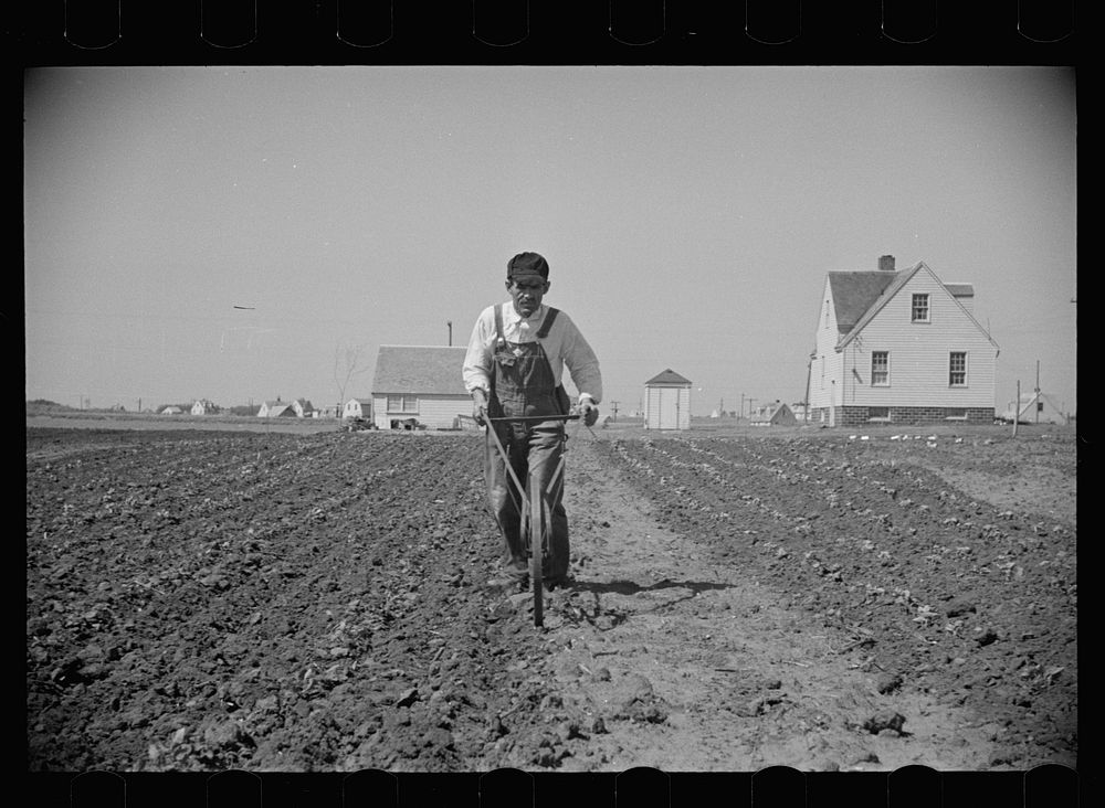 Miner-farmer working his land at the Granger Homesteads. Sourced from the Library of Congress.