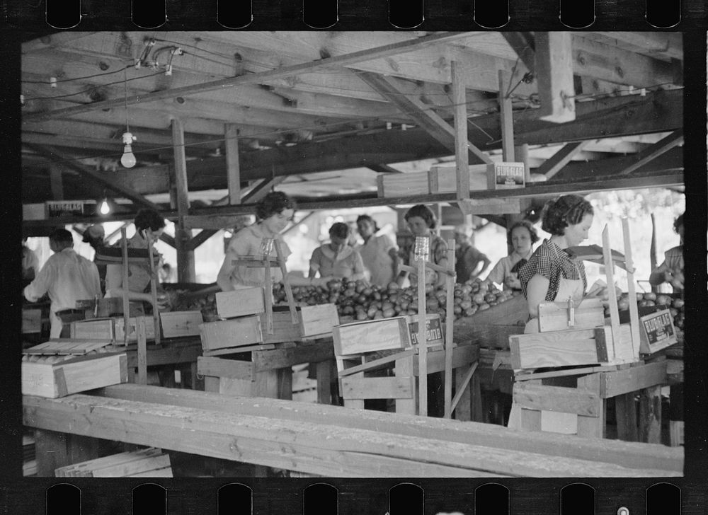 [Untitled photo, possibly related to: Packing tomatoes for market at small packing depot at Terry, Mississippi, which cares…