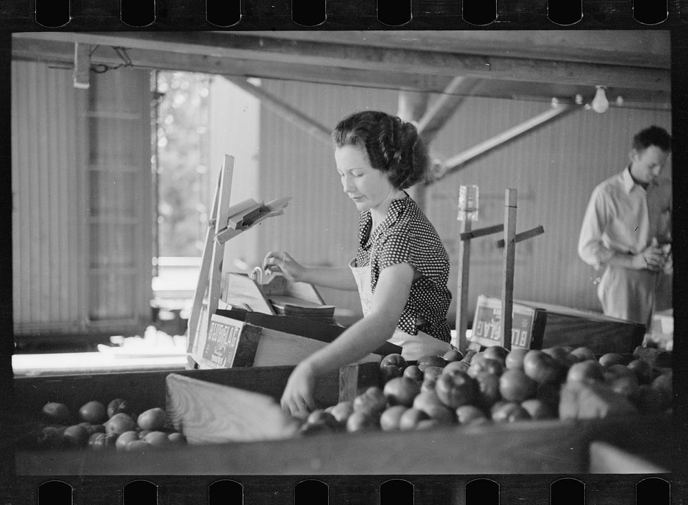 Packing tomatoes for market at small packing depot at Terry, Mississippi, which cares for products of nearby truck farms.…