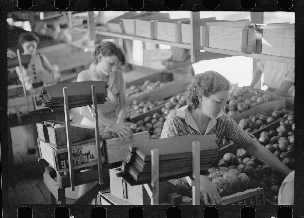 [Untitled photo, possibly related to: Packing tomatoes for market at small packing depot at Terry, Mississippi, which cares…