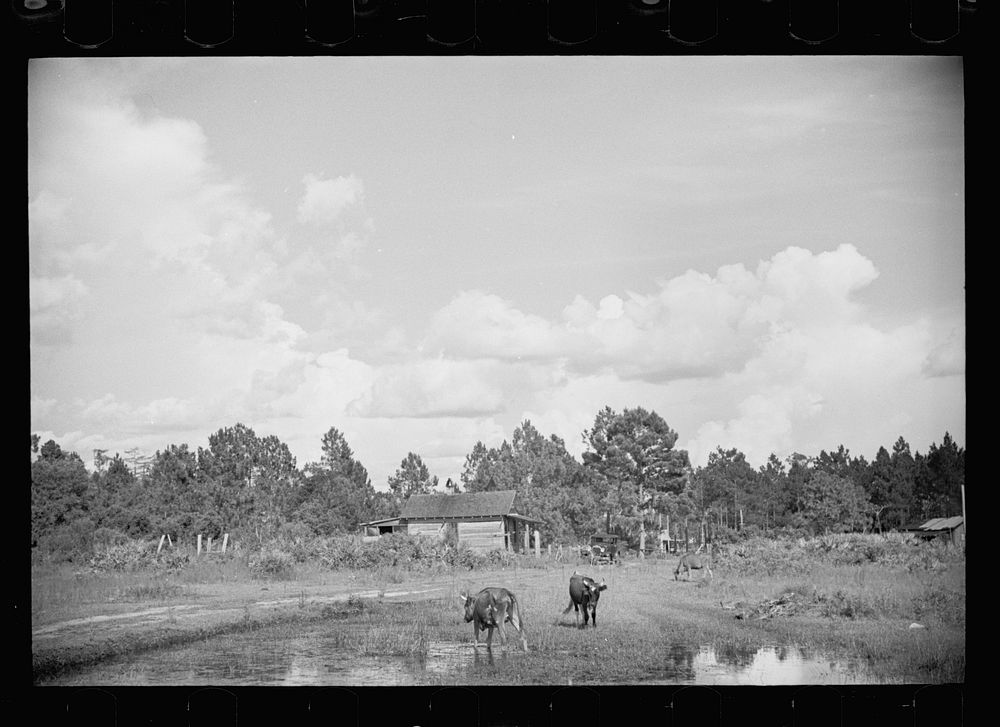 [Untitled photo, possibly related to: [Abandoned land and poor pasture at Florida Withlacoochee River Agricultural…