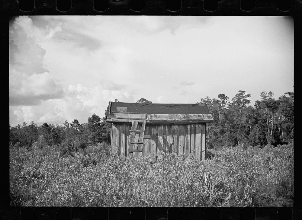 [Untitled photo, possibly related to: [Abandoned land and poor pasture at Florida Withlacoochee River Agricultural…
