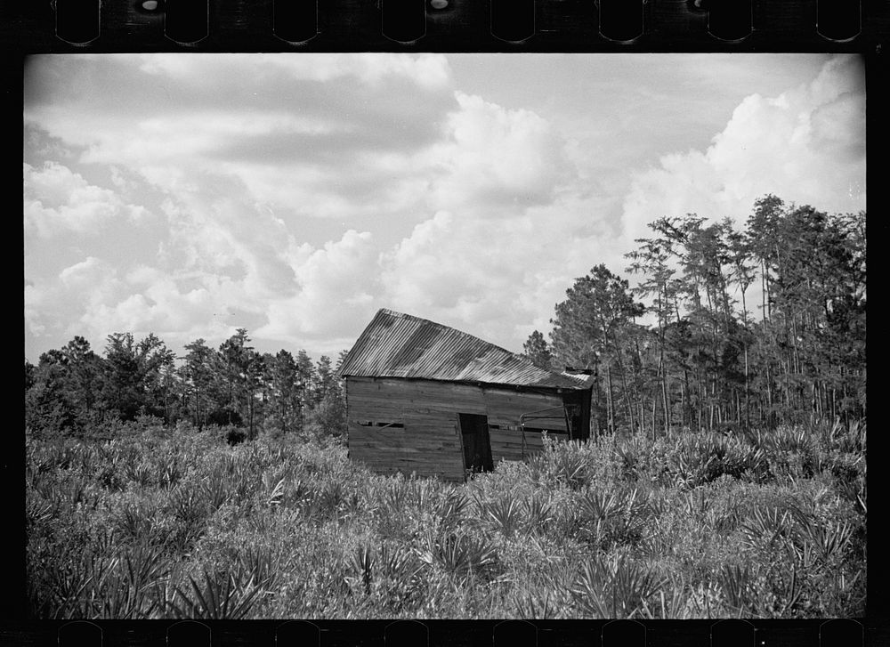 [Untitled photo, possibly related to: Abandoned land and poor pasture at Florida Withlacoochee River Agricultural…
