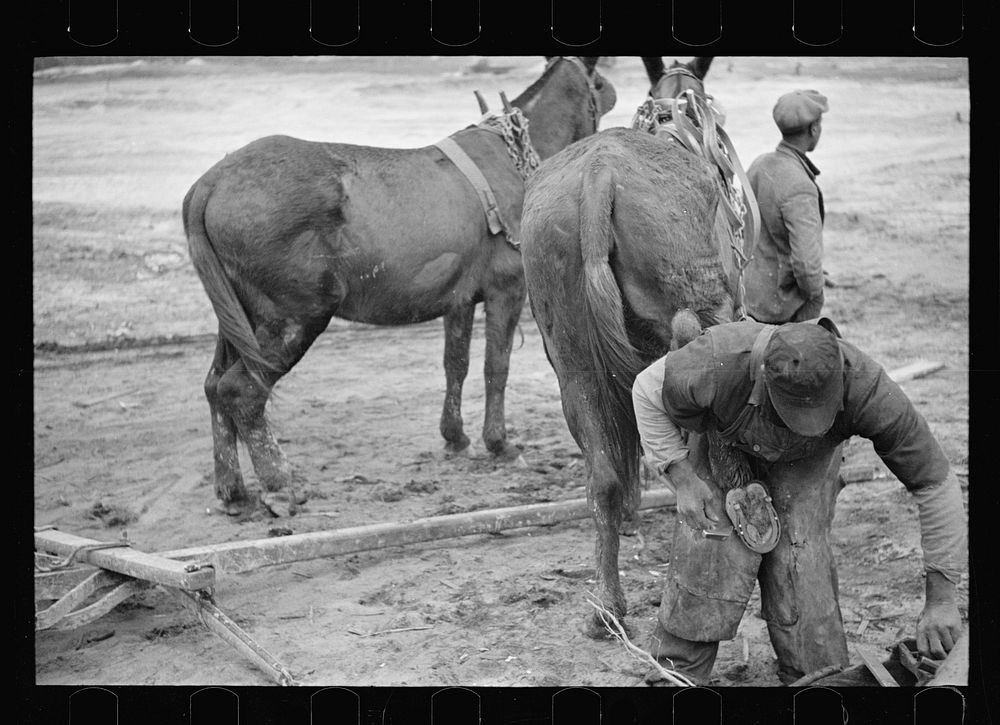 Replacing shoe in the field, North Carolina. Sourced from the Library of Congress.
