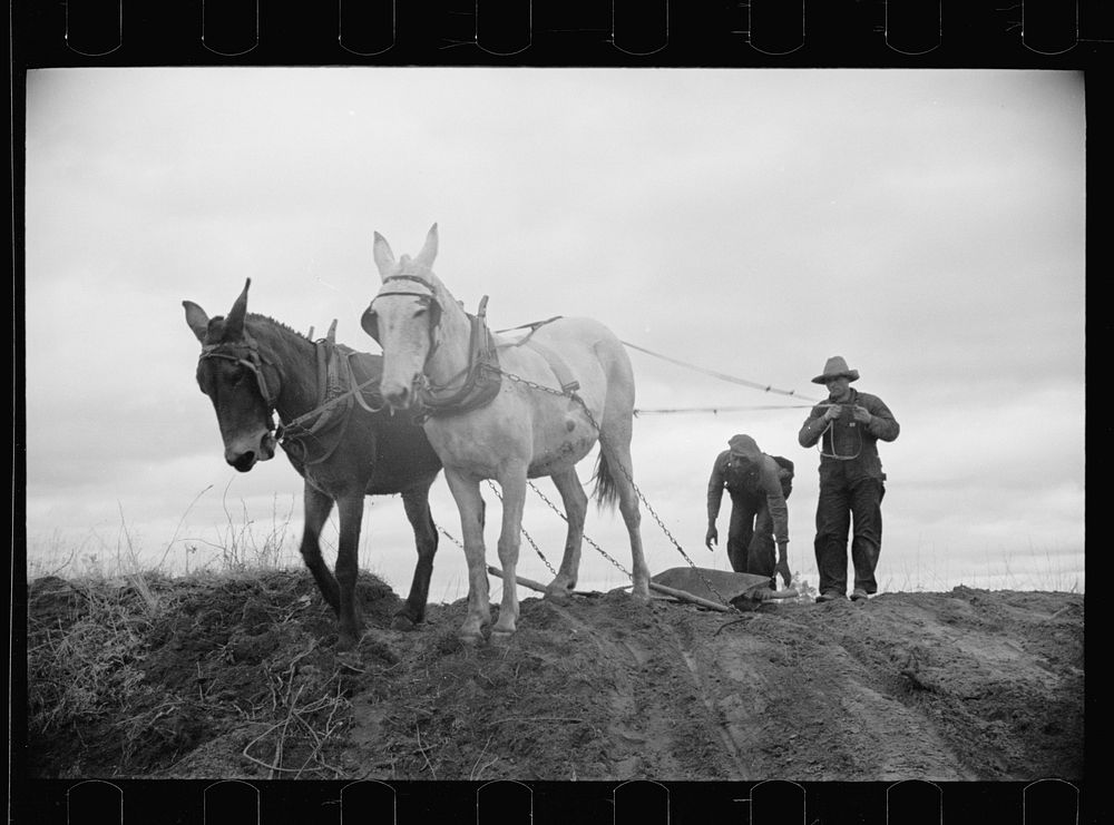 Getting the ground ready for spring planting, North Carolina. Sourced from the Library of Congress.
