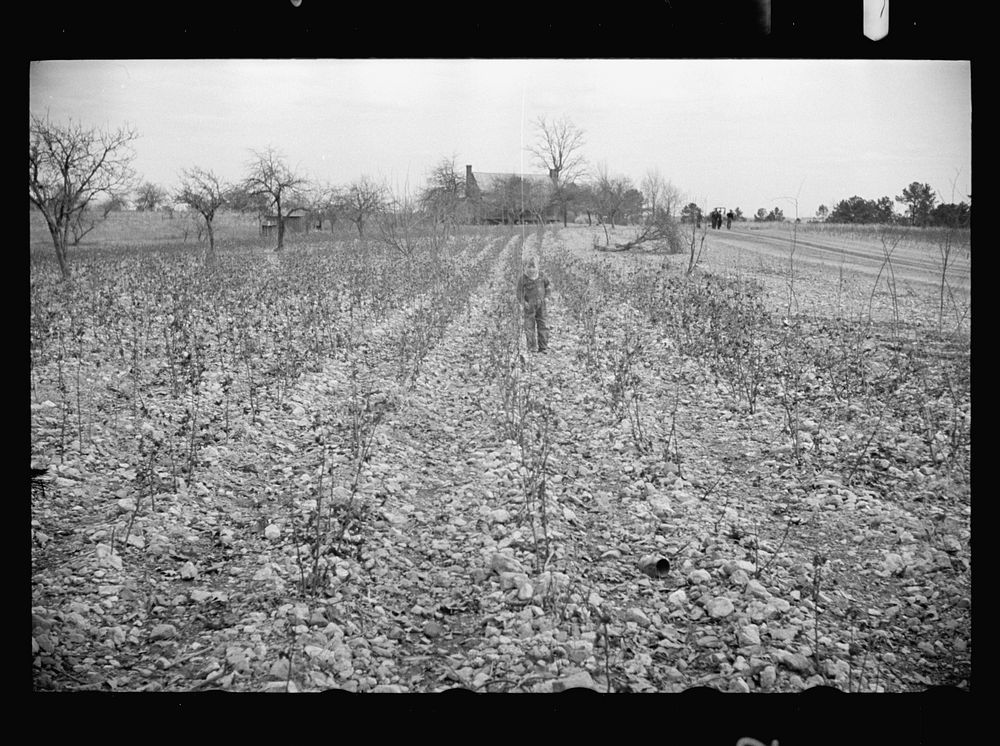 [Untitled photo, possibly related to: Cotton field showing rock-strewn soil and character of land at Crabtree Creek…