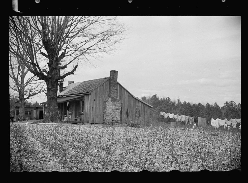 Cotton field showing rock-strewn soil and character of land at Crabtree Creek Recreational Project near Raleigh, North…