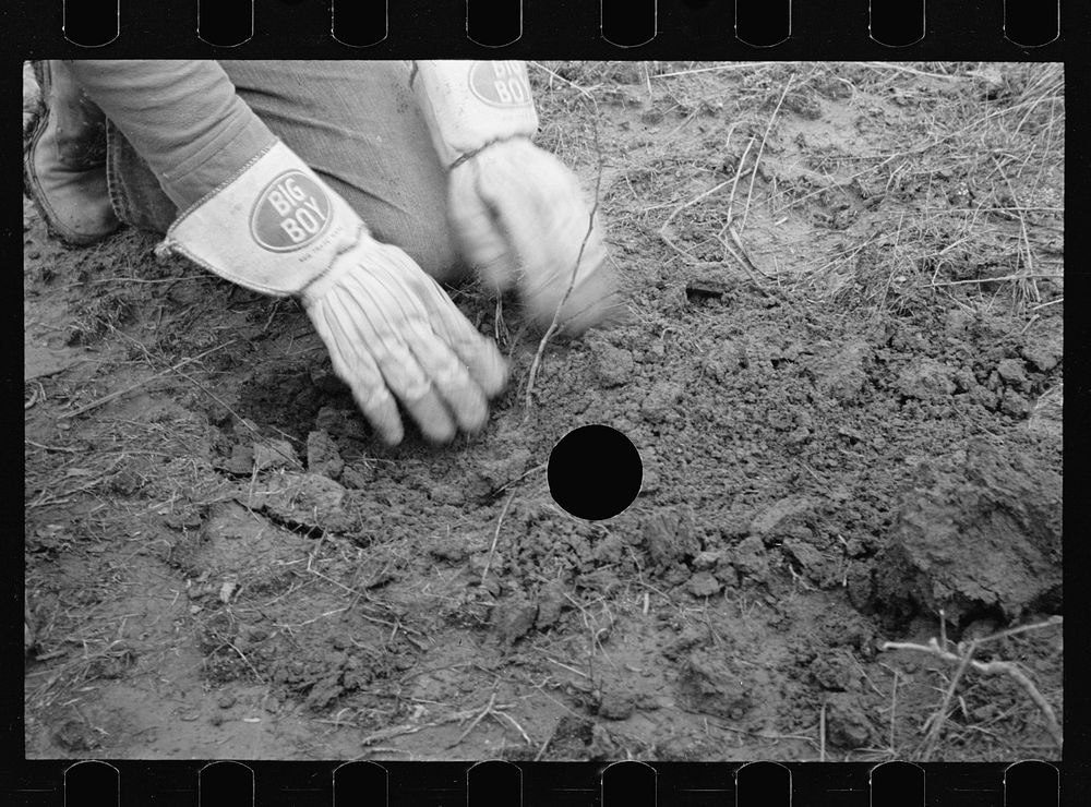 [Untitled photo, possibly related to: Planting locust root cutting, Natchez Trace Project, near Lexington, Tennessee].…